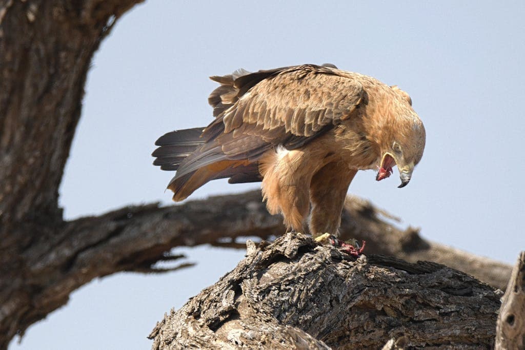 Majestic hawk perched gracefully on a tree branch, showcasing its keen gaze and impressive plumage against the backdrop of nature. Used as featured image for the article meaning of seeing a hawk after someone dies