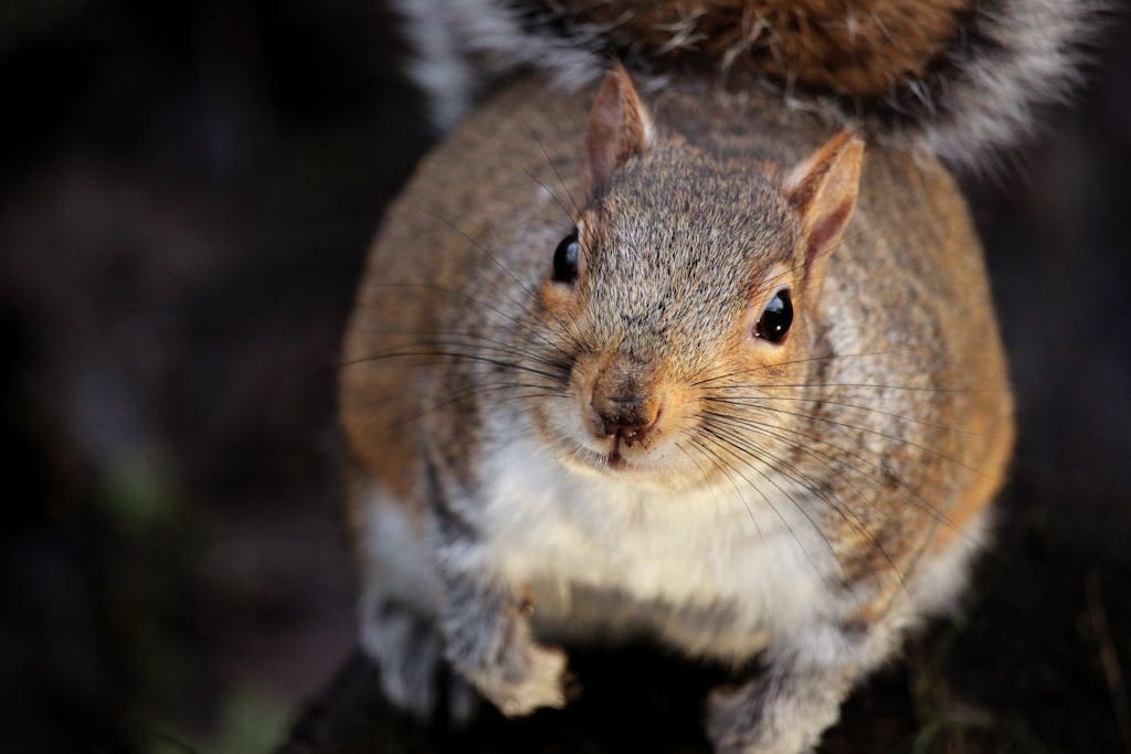 Meaning of Squirrel Spirit Animal: A Complete Guide A close-up image of a cute squirrel standing on hind legs, with its fluffy tail arched over its back, as it looks curiously at the camera.