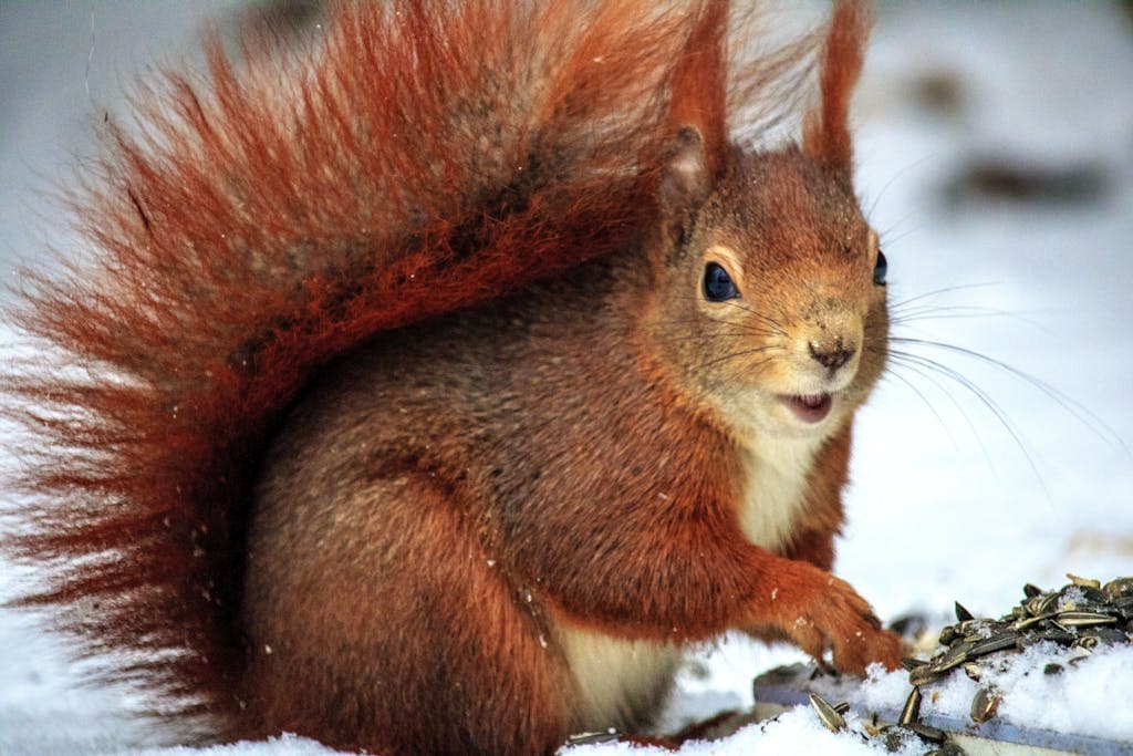 Meaning of Squirrel Spirit Animal: A Complete Guide A red squirrel sits on snow-covered ground, its fluffy reddish fur standing out vividly against the white backdrop. Its bushy tail is arched high, with tufts of fur on its ears and wide, curious eyes. The squirrel appears to be nibbling on seeds or small pieces of food, with its front paws delicately holding the meal. Image used for the article meaning of squirrel spirit animal.