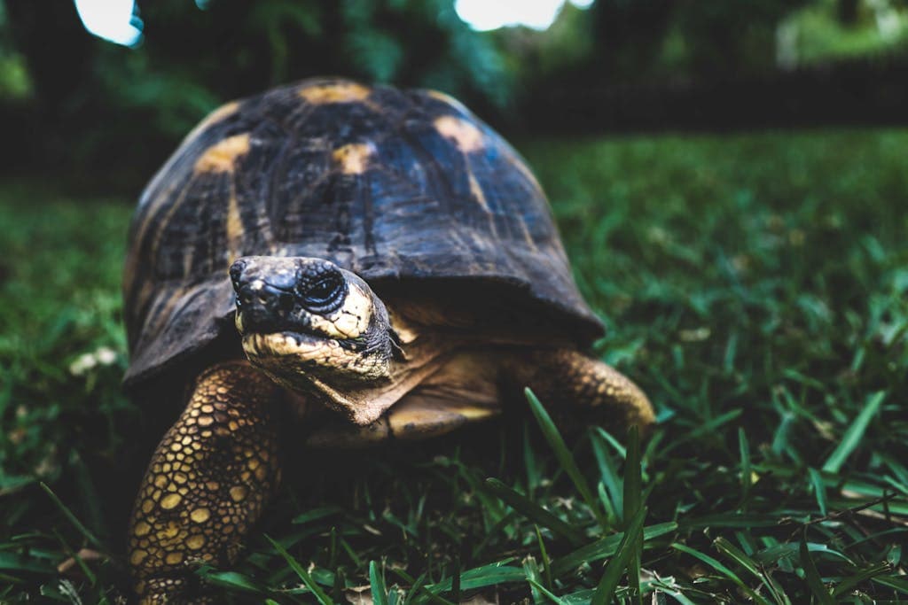Spirit Animal Tortoise: Meaning, Dreams, Power A brown turtle resting peacefully on lush green grass, blending harmoniously with its surroundings. Image used for the article Spirit Animal Tortoise.