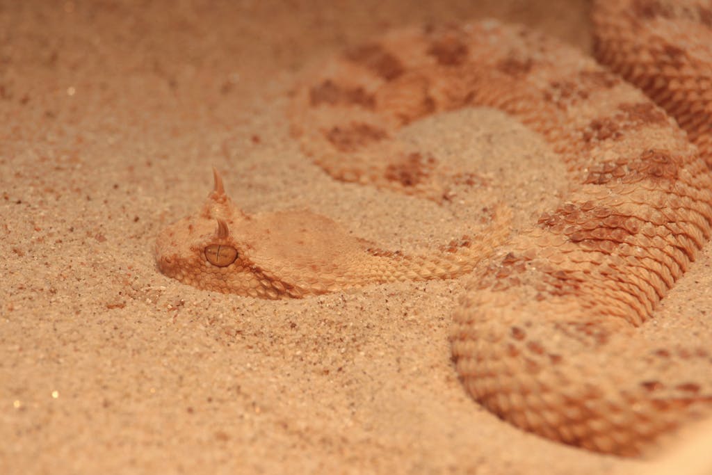 Snake Spirit Animal | Symbolism, Meaning, Power, Totem Close-Up Photo of a Brown Sidewinder Snake on Sand