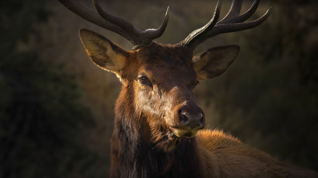 A brown deer standing gracefully in a natural setting, surrounded by lush greenery. The deer's fur is a rich brown shade, blending harmoniously with the earthy tones of the environment. 