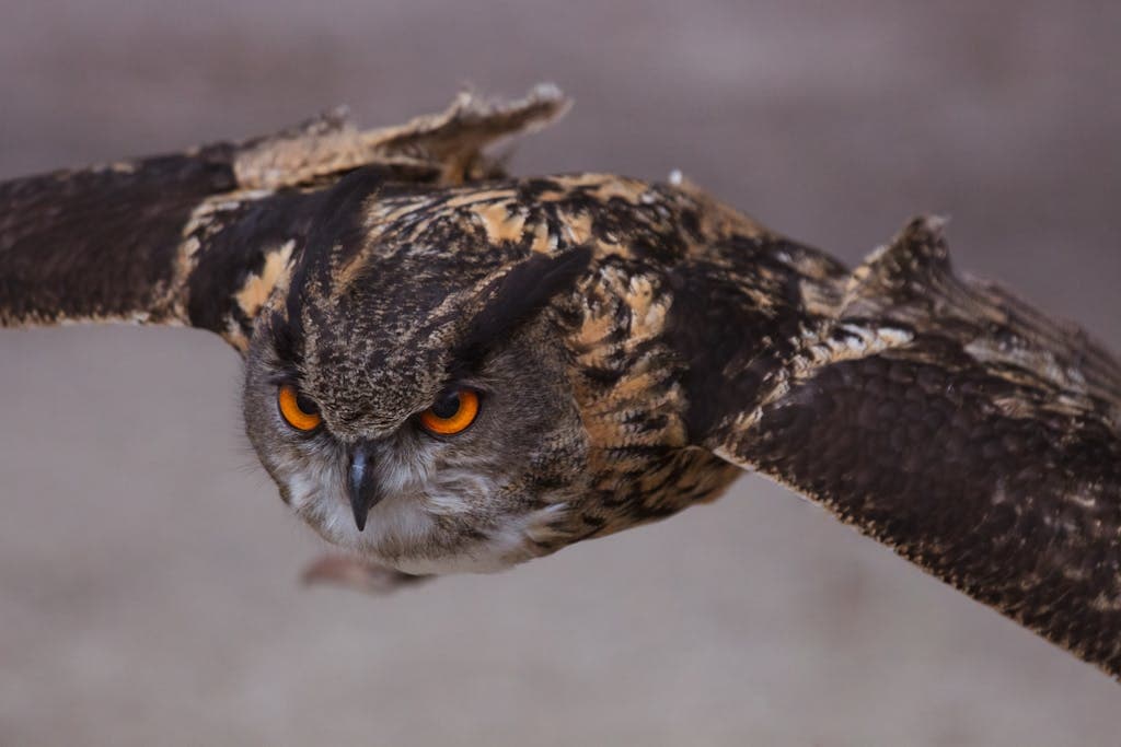 The owl has distinctive facial features with large, round eyes and a hooked beak. Its feathers display a mix of earthy tones, blending shades of brown and tan, providing excellent camouflage in its natural habitat. Image for All Native American Spirit Animals by Birthday
