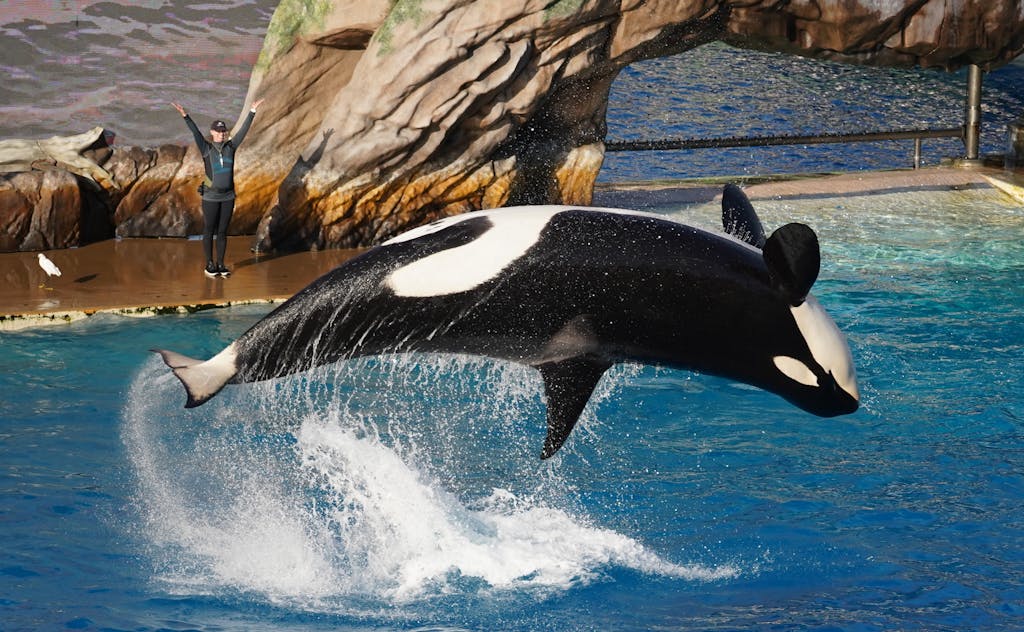 A majestic orca gracefully gliding through the water in a SeaWorld enclosure, its sleek black and white body contrasting beautifully against the azure blue backdrop of the pool. Image used for the article Spirit Animal Orca Whale.