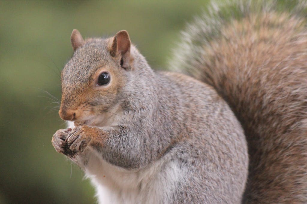 A gray squirrel with a bushy tail standing on hind legs, looking curiously into the distance. Image used for the article Spiritual Meaning of Squirrel Crossing Your Path.
