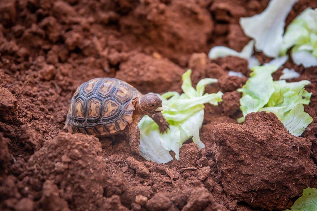 Spirit Animal Tortoise: Meaning, Dreams, Power A close-up image of a turtle resting on soil, its shell blending with the earthy tones. The turtle's head is raised, and it appears to be basking in the sunlight.