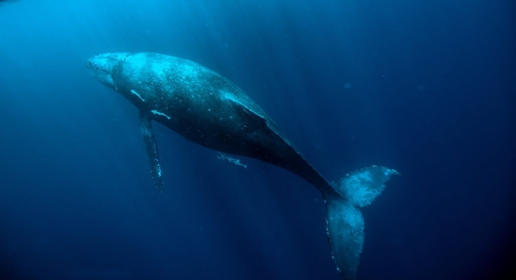 "An underwater photograph capturing the majestic silhouette of a whale gliding gracefully through the depths of the ocean, surrounded by a serene blue hue."