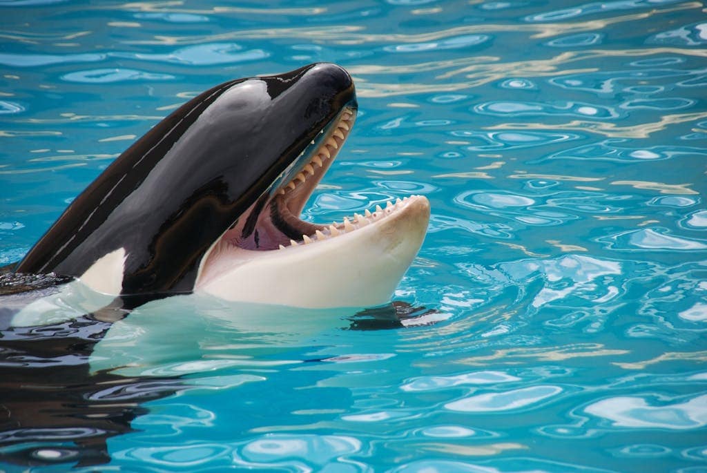mage showing a white and black killer whale gracefully swimming in a vibrant blue pool, contrasted against the azure water. Image used for the article Spirit Animal Orca Whale
