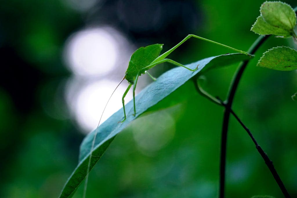 A close-up photo of a green katydid insect perched on a vibrant green leaf, showcasing its slender body and long antennae against the leaf's texture. Image used for the article Katydid Spiritual Meaning.