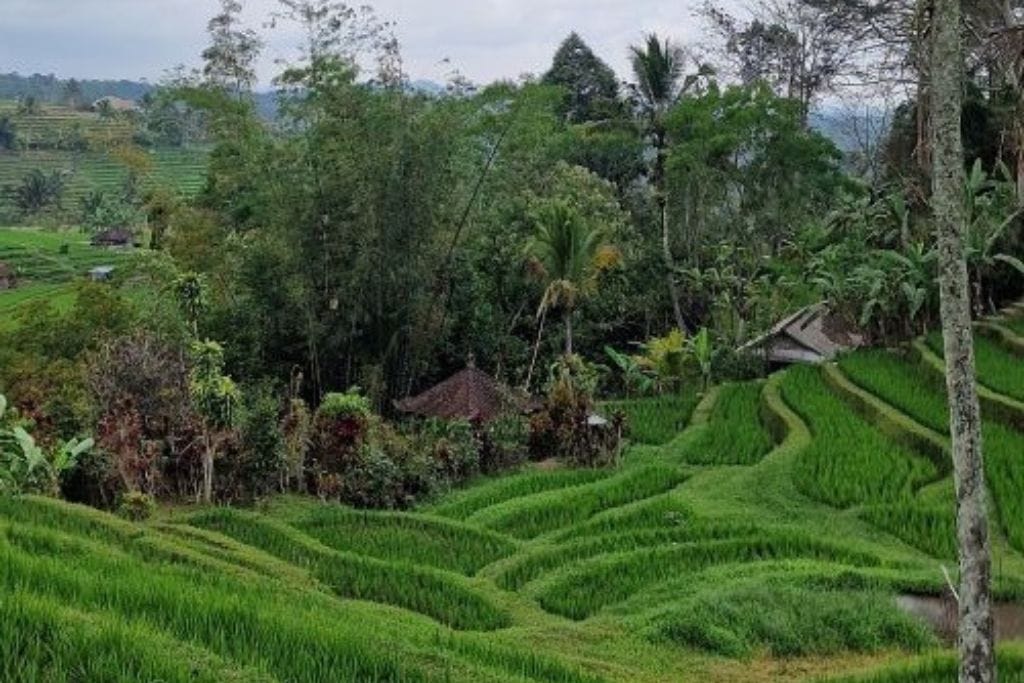 Tirta Empul Temple, the Sacred Water Temple in Ubud (Healing Guide) This image beautifully depicts the lush and vibrant green rice terraces of Bali, Indonesia. The terraces are intricately carved into the hillside, showcasing a pattern of precision and agricultural artistry. A few tropical trees frame the left side, enhancing the natural and peaceful ambiance of this rural landscape, under an overcast sky.