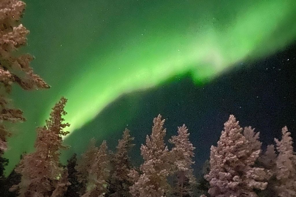 How to Plan a Trip to See Aurora Borealis? My Personal Experience on Spotting Magical Northern Lights in 2026! This image features a stunning view of the aurora borealis, with a vibrant ribbon of green and pink light curling across the night sky. The foreground is adorned with frost-covered trees that add a wintry touch to the scene, their branches highlighted against the dark sky. The entire composition beautifully captures the natural spectacle and chilly atmosphere of a clear, starry night under the northern lights.