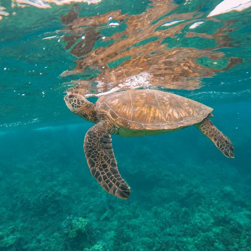 Discovering the Spiritual Essence of Haleakalā Volcano Hawaii A serene sea turtle gliding gracefully through the clear, sunlit waters of a shallow reef.
