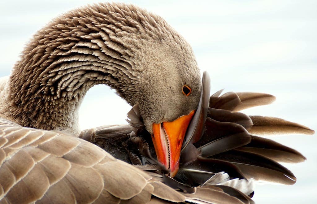 Image showing a lone goose standing proudly on the ground, symbolizing independence and strength. Image used for the article Lone Goose Spiritual Meaning