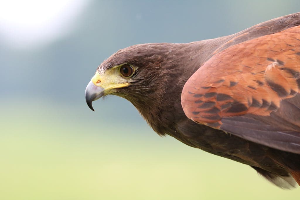 What’s the Spirit Animal for March? A close-up image of a red-shouldered hawk displaying its distinctive red shoulders and intense gaze. Image used for the article Red-Shouldered Hawk Symbolism