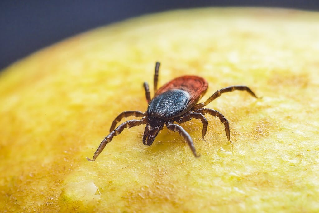 Close-up image of a tick, a small arachnid known for its blood-sucking behavior. The tick is brown in color with eight legs and a rounded body. Its mouthparts are visible, adapted for piercing the skin of hosts. Image used for the article Symbolism of Ticks: Spiritual Meaning and Dreams