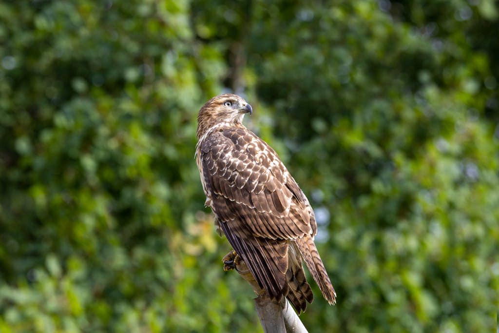 A close-up image of a majestic red-shouldered hawk perched on a tree branch, with intense eyes and distinctive red feathers on its shoulders, against a blurred background of green foliage. Image used for the article Red-Shouldered Hawk Symbolism