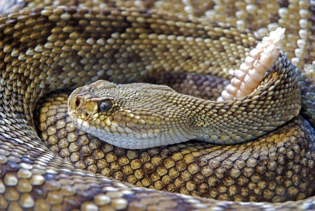 A close-up image of a rattlesnake coiled and ready to strike, showcasing its distinctive diamond-shaped markings and rattles on its tail. image used for the article Rattlesnake symbolism