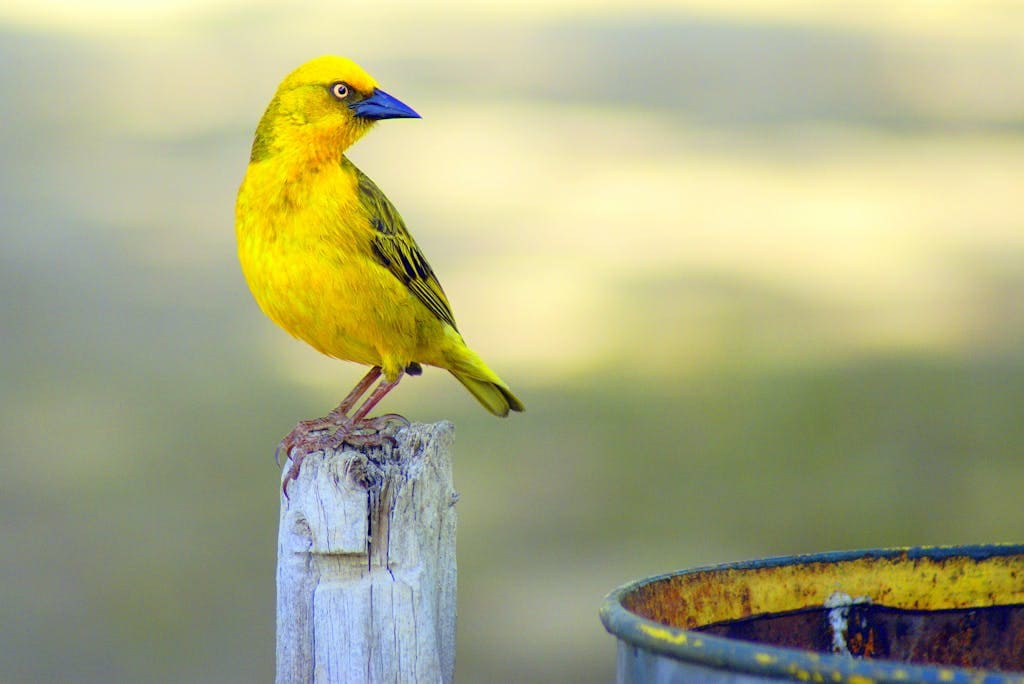 A small, brightly colored bird with yellow and blue feathers perched on a branch against a blurred background. Image used for the article Yellow Bird Symbolism.