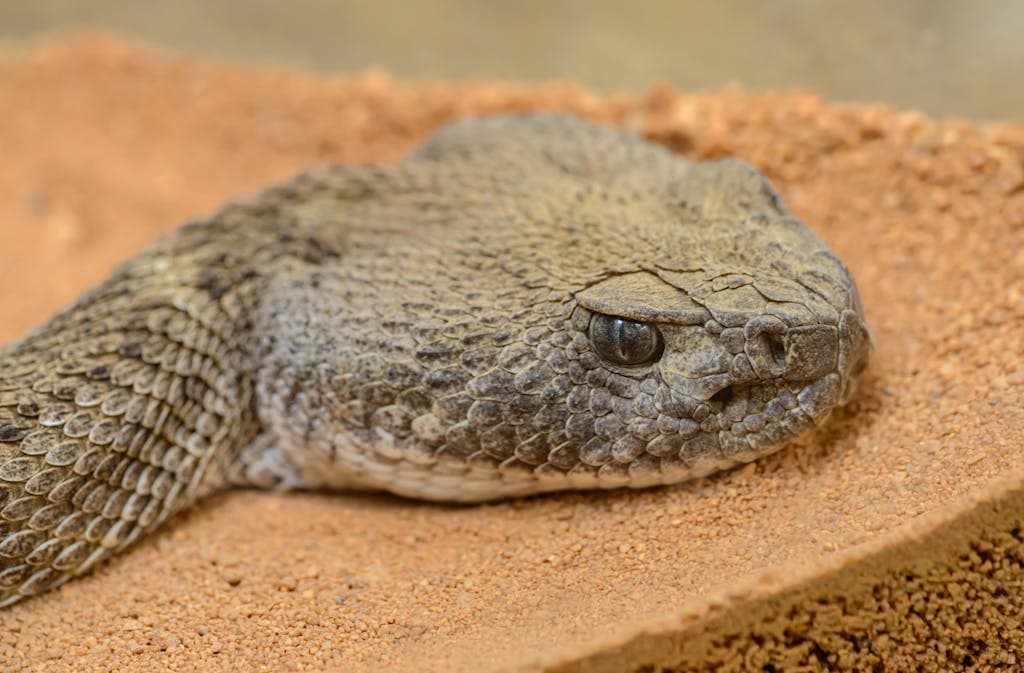 Rattlesnake Symbolism: Totem, Dreams, and Spiritual Meaning From above side view of poisonous snake with open eyes and oval shaped pupils resting on shabby surface in zoological garden.