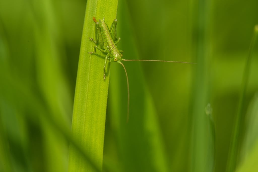 Katydid Spiritual Meaning and Symbolism A close-up photo of a green grasshopper blending in with blades of green grass in a natural environment.