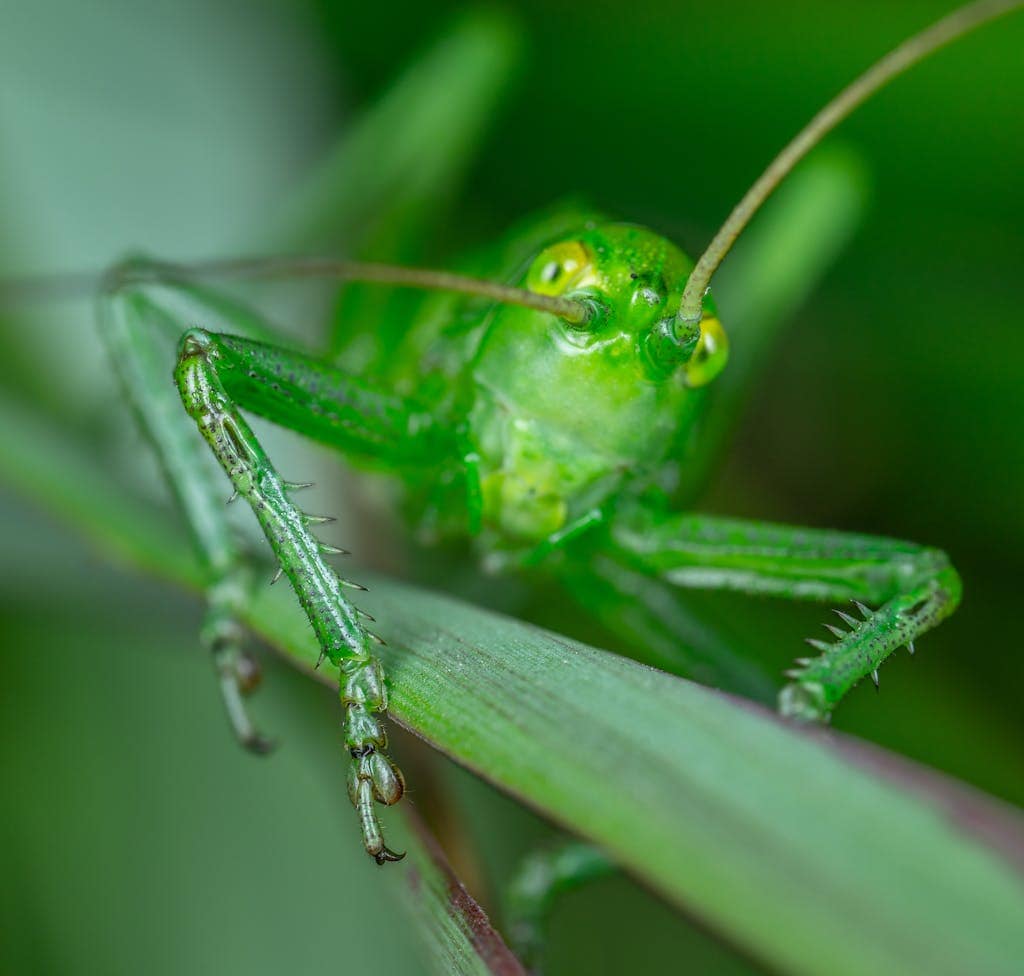 Katydid Spiritual Meaning and Symbolism A vibrant green grasshopper rests delicately on blades of grass in its natural habitat, blending seamlessly into the lush greenery around it. Image used for the article Katydid Spiritual Meaning.