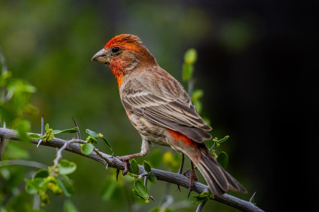 Close-up image of a vibrant House Finch perched on a tree branch, showcasing its red head, brown streaked body, and distinctive beak. Image used for the article House Finch Symbolism