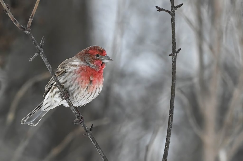 Close-up image of a red House Finch displaying its bright red head, brown-streaked body, and pointed beak while perched on a tree branch. Image used for the article House Finch Symbolism