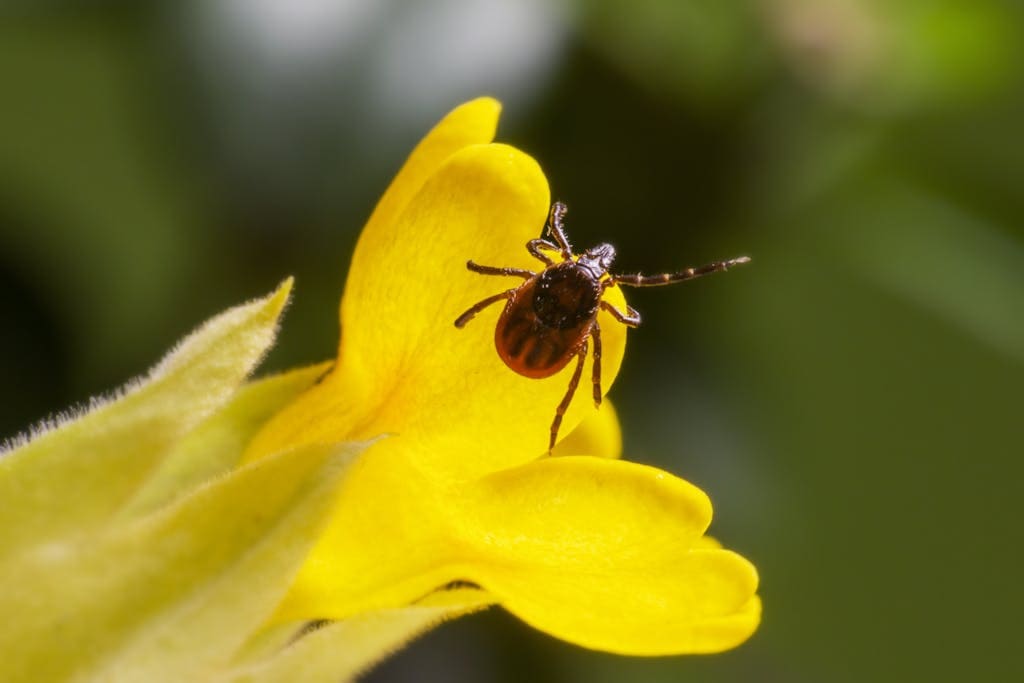 Close-up image of ticks clustered on a yellow flower, showcasing their small size and brownish coloration. Image used for the article Symbolism of Ticks: Spiritual Meaning and Dreams
