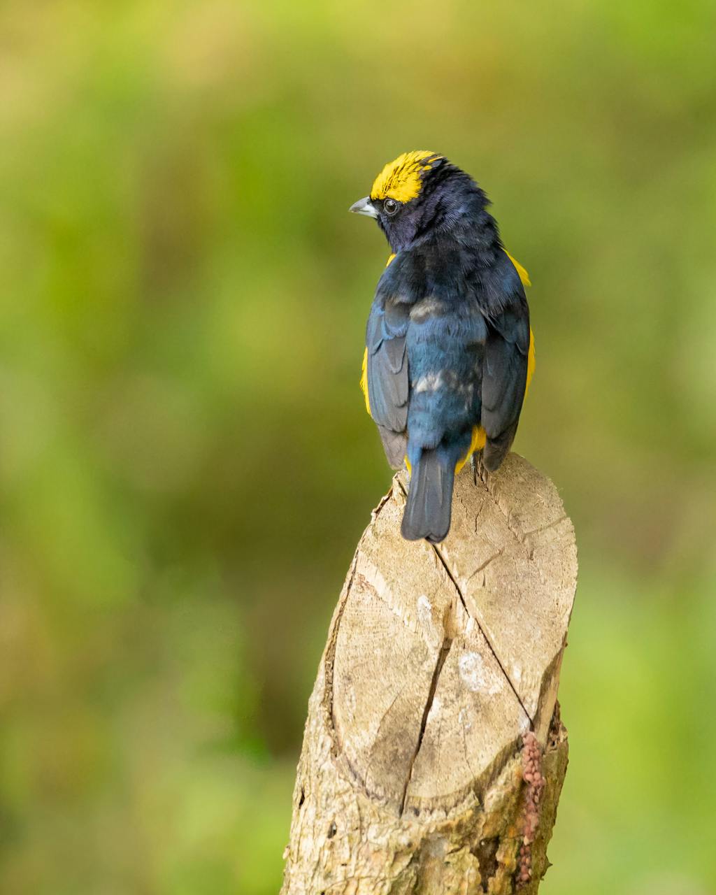 Euphonia Finch perched on a branch, displaying its vibrant blue and yellow plumage, with a black mask around its eyes. Image used for the article House Finch Symbolism