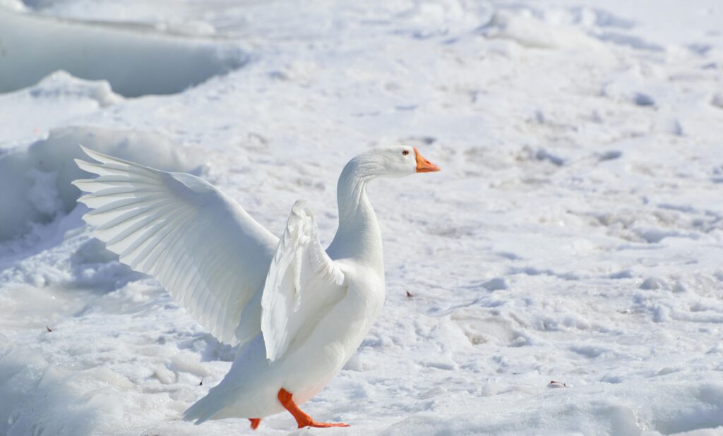 What’s the Spirit Animal for December? White Goose on Snow Covered Ground at Daytime