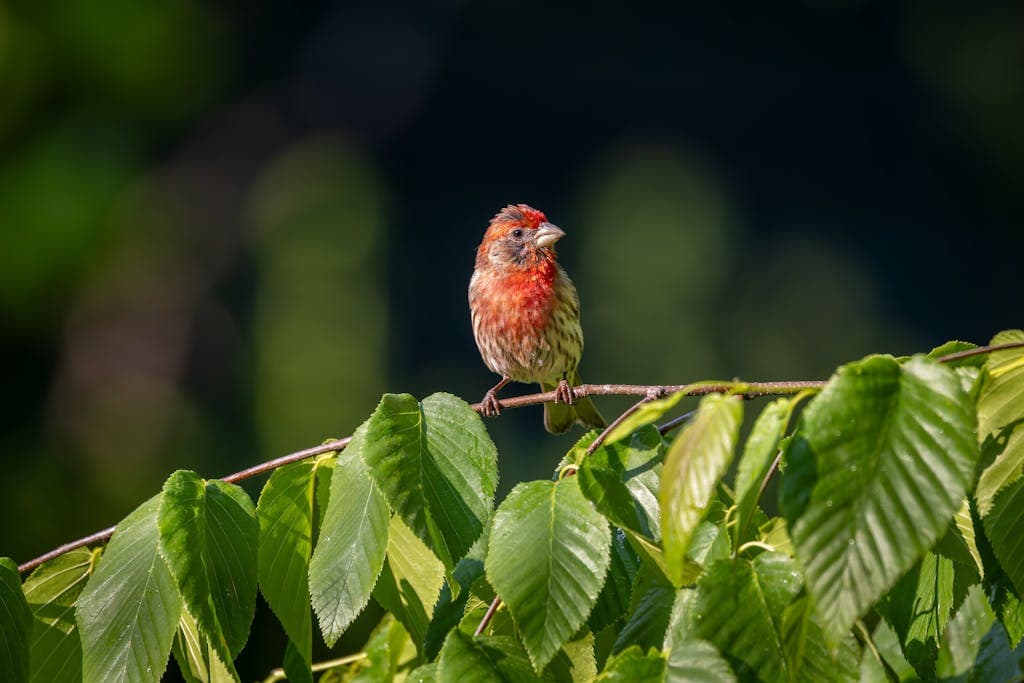 A Red House Finch bird perched delicately on a thin twig against a blurred background. Its vibrant red plumage contrasts with the muted brown tones of the twig and surroundings. Image used for the article House finch Symbolism