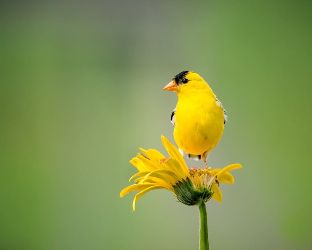 A bright yellow bird perched delicately on the petals of a yellow flower, blending seamlessly with its surroundings. Image used for the article House Finch Symbolism