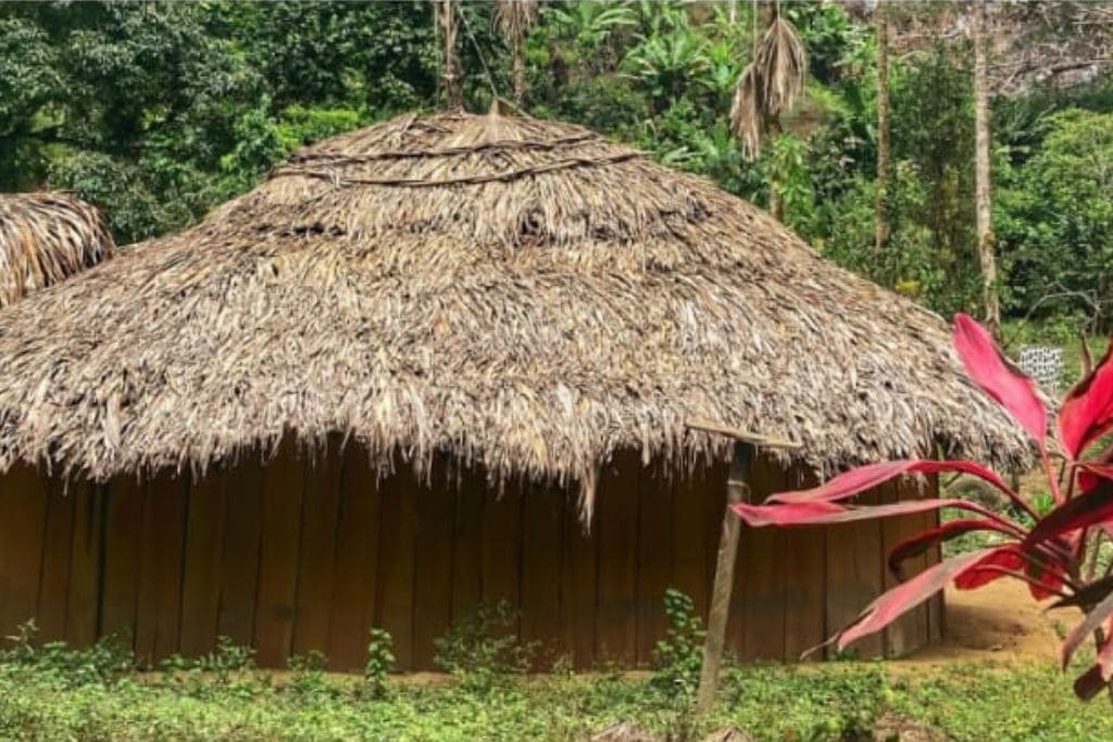 How to Get to the Lost City Colombia? My Personal Experience in 2026! A traditional indigenous hut with a thatched roof in a jungle setting, with lush green vegetation and other similar huts in the background. The scene is vibrant with greenery and a red plant in the foreground.