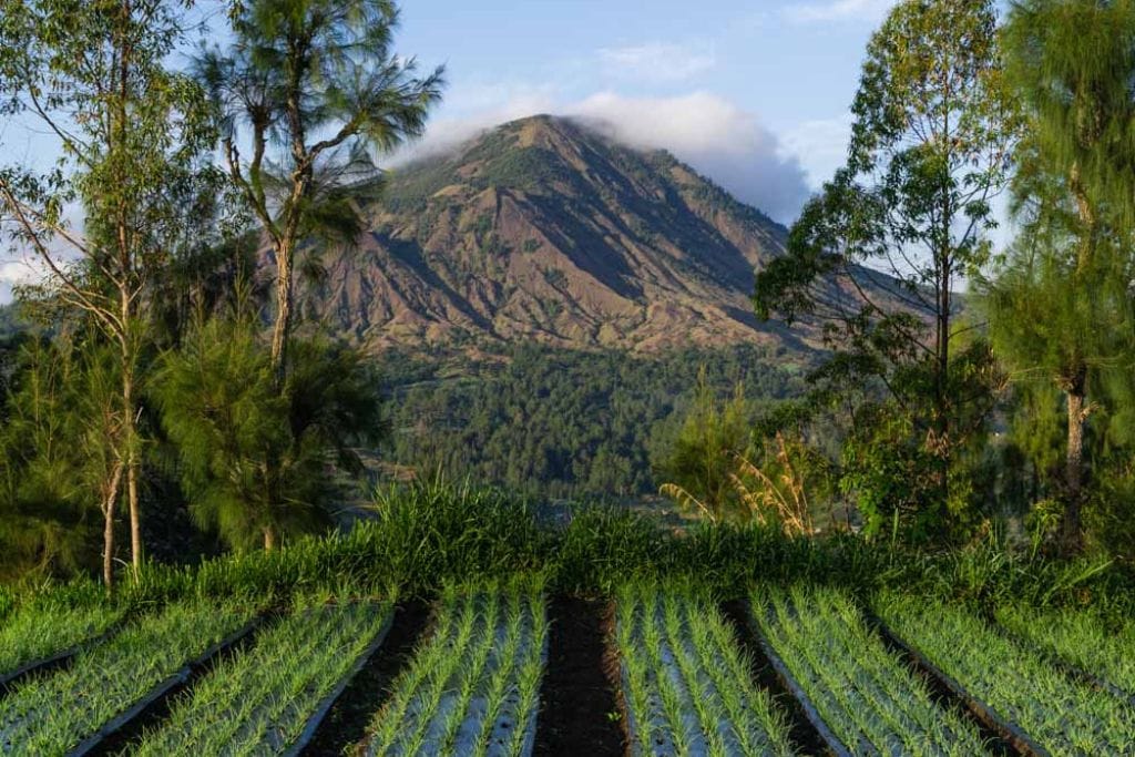 Mount Batur Sunrise Trekking: A Spiritual Journey A neatly planted crop field with rows of young plants stretches towards Mount Batur in the background. The scene is framed by tall trees and bathed in morning light, highlighting the lush greenery and the majestic mountain.
