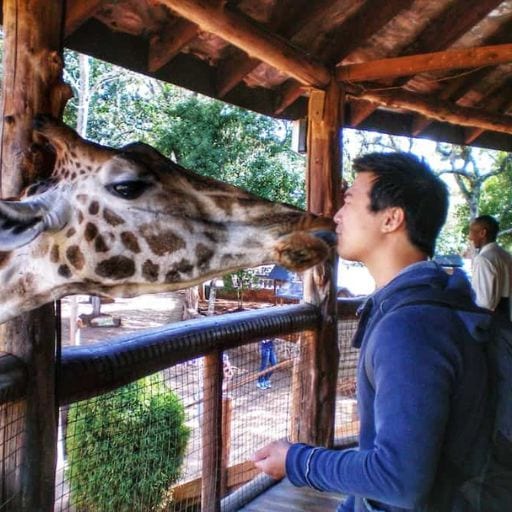 Is Bagan a Spiritual Place? Discover Why Should You Visit Bagan Myanmar in 2026! This image features a young man at a zoo, engaging in a close interaction with a giraffe. The man, wearing a blue jacket and backpack, is kissing the giraffe on the nose as they stand under a wooden shelter. The background hints at other visitors and enclosures, suggesting a busy day at the zoo.