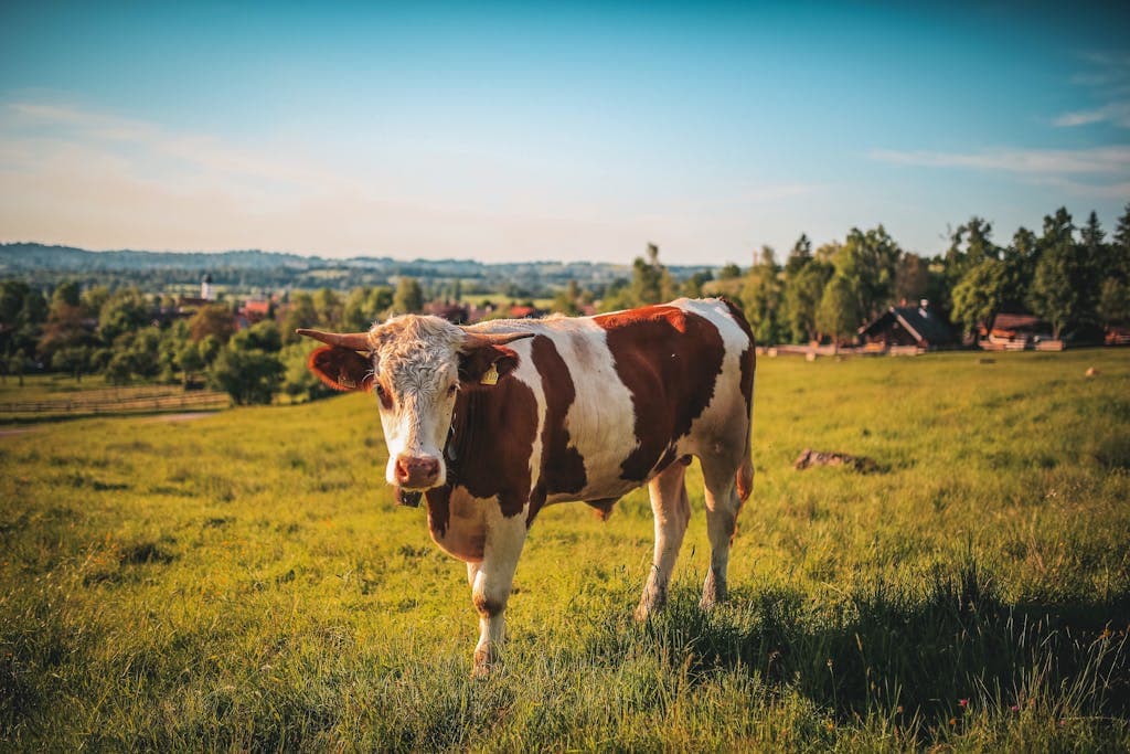 An image showing a brown and white cow grazing peacefully in a lush green pasture under a bright blue sky. Image used for the article what do cows symbolize.