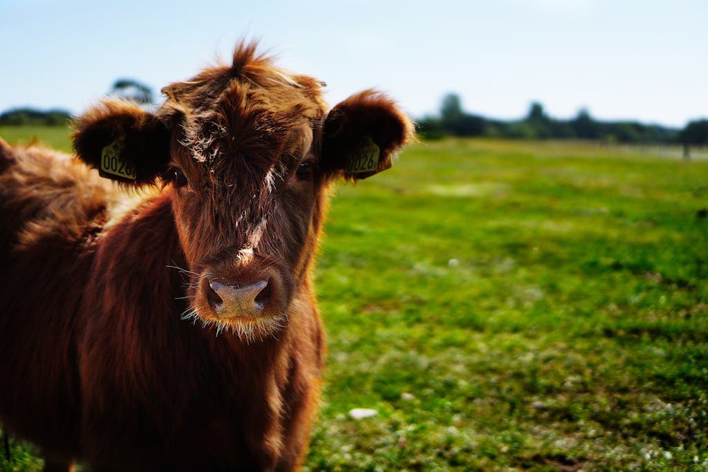 A herd of brown cattle grazing peacefully on lush green grass under the bright daytime sun. Image used for the article what do cows symbolize.