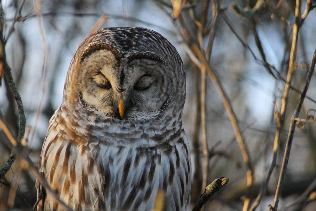 A close-up image of a Barred Owl, showcasing its intricate feather patterns, intense yellow eyes, and sharp beak against a blurred natural background.