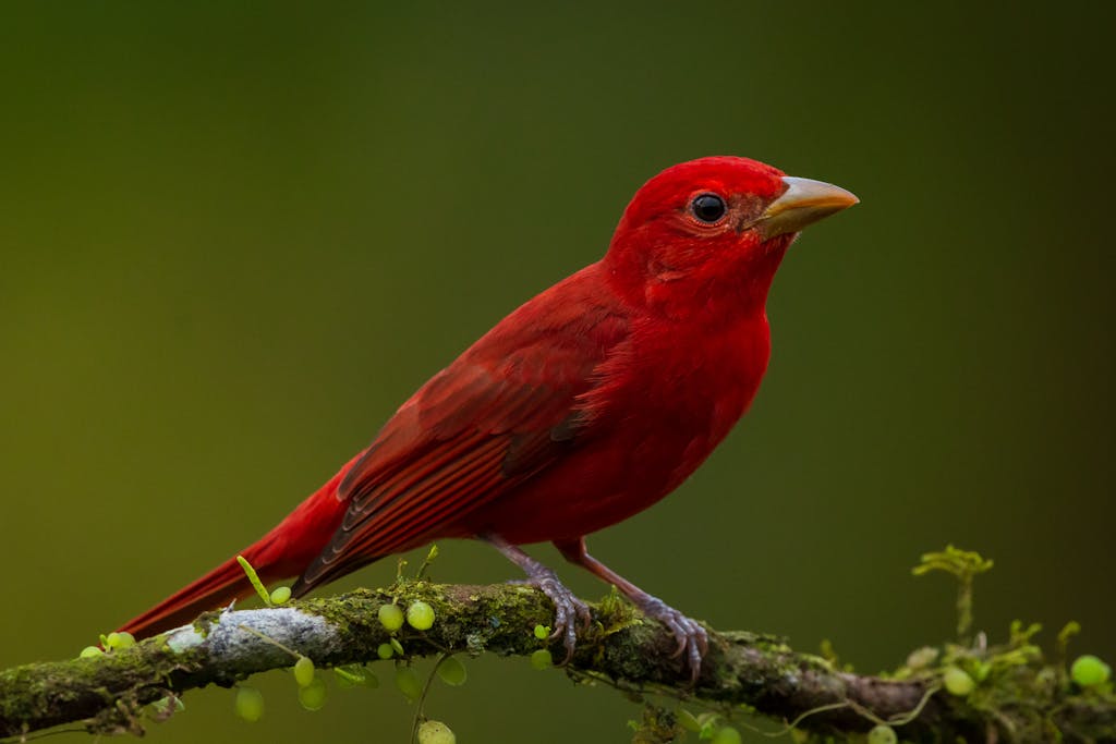 Close-up photograph of a vibrant red Summer Tanager perched on a tree branch, with its sleek feathers and sharp beak in focus against a blurred natural background. Image used for the article scarlet tanager spiritual meaning.