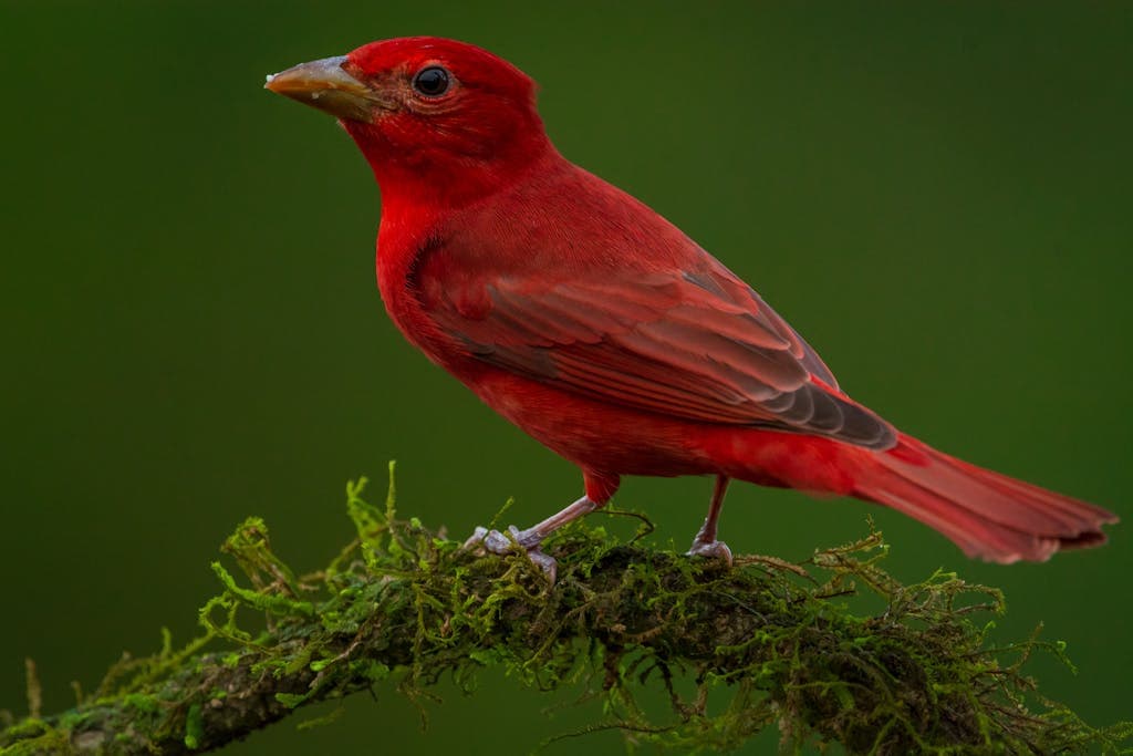 Vibrant scarlet tanager perched on a tree branch, its brilliant red plumage contrasting background. Image used for the article Scarlet Tanager Spiritual Meaning.