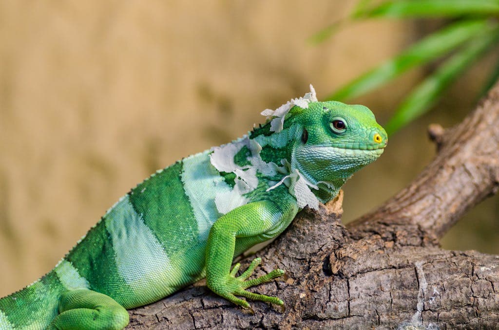 Close-up photo of a vibrant green iguana perched on a textured brown branch, showcasing its intricate scales and curious expression. Image used for the article iguana spiritual meaning.