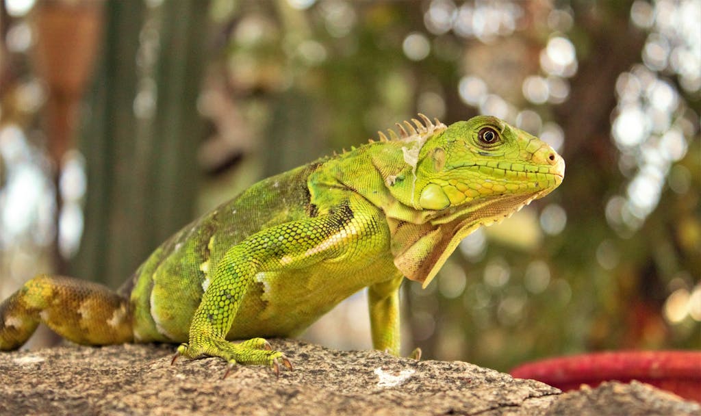 Iguana Spiritual Meaning & Symbolism (Everything You Need to Know) A vibrant green lizard with textured scales, perched on a branch against a blurred natural background.
