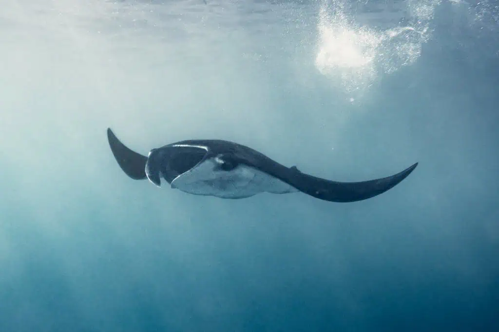 What Do Stingrays Represent - Symbolism and Meaning An up-close image capturing the intricate details of a stingray swimming gracefully in clear blue waters, its sleek body gliding effortlessly against the backdrop of sunlight.