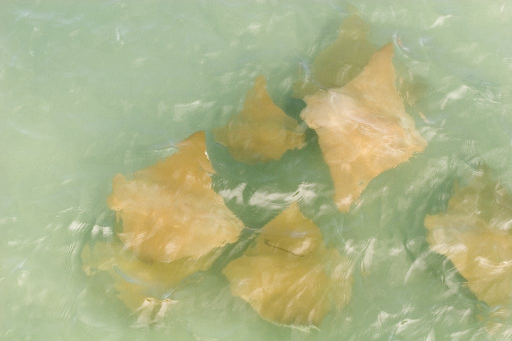 A group of stingrays gracefully gliding through crystal-clear waters, their sleek bodies reflecting the sunlight filtering from above. Image used for the article What Do Stingrays Represent.