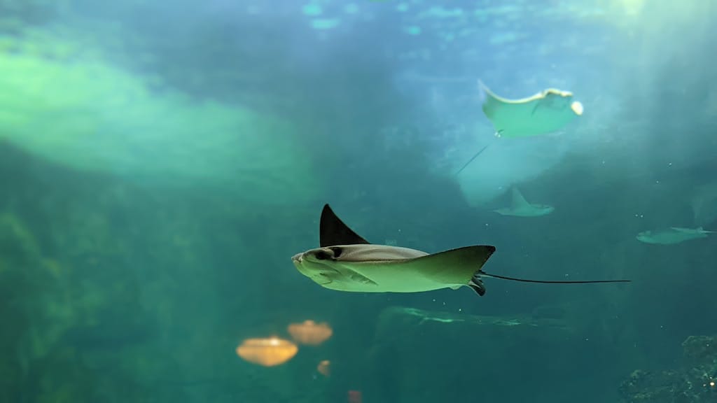 A graceful stingray glides effortlessly through crystal-clear ocean waters, its sleek body slicing through the currents with elegance. Image used for the article What Do Stingrays Represent.