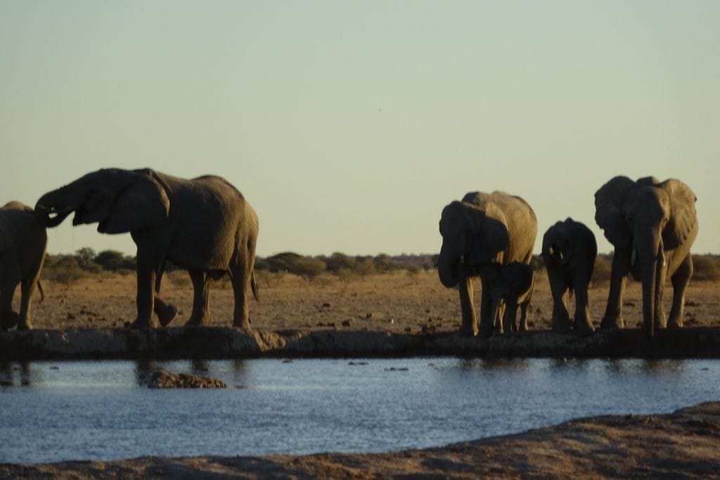What is My Spirit Animal by Birthday (In Western, Native American, Celtic & Chinese Astrology) The image shows a group of elephants standing at the edge of a waterhole in a dry, savannah landscape during sunset. The herd includes adult elephants and a few calves, all gathered to drink water. The scene is tranquil, with the silhouettes of the elephants contrasting against the soft evening light.