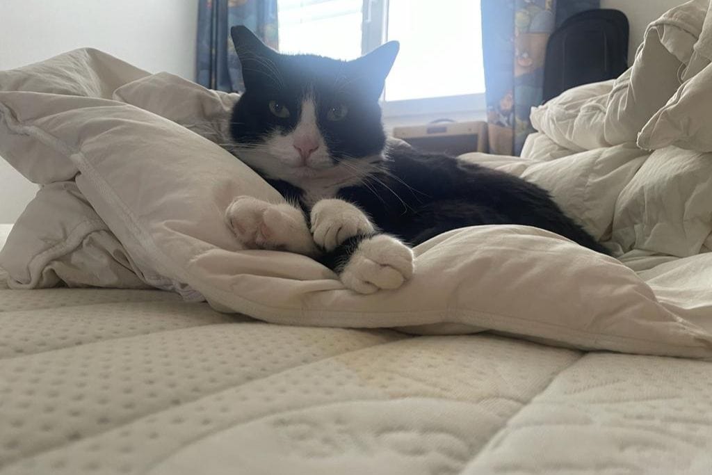What is My Spirit Animal by Birthday (In Western, Native American, Celtic & Chinese Astrology) The image shows a black and white cat lounging on a bed, nestled comfortably among white blankets and pillows. The cat is gazing directly at the camera with a relaxed expression. The background features a window with sunlight streaming in, partially covered by curtains with a colorful pattern.