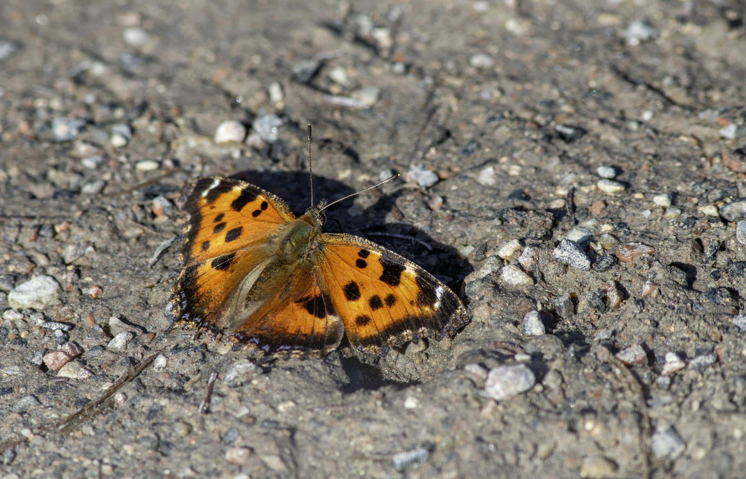 A small orange butterfly is sitting on the ground. The butterfly's vibrant orange wings are accented with dark spots and edges. The ground beneath it is rough and earthy, creating a natural and contrasting background for the bright butterfly. Image used for the article Mourning Cloak Butterfly Symbolism.