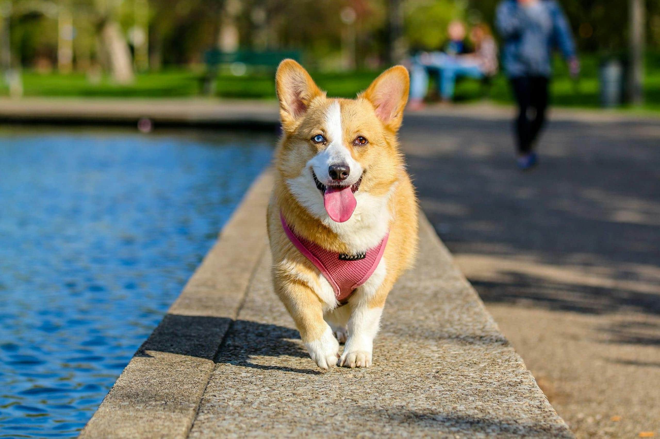 What Animal Represents Bravery? These Courageous Creatures May Surprise You! An adult brown and white Pembroke Welsh Corgi stands alert near the edge of a body of water. The dog has a short tail and pointed ears, typical of the breed. The background features a calm lake or river with gentle ripples. Image used for the article Spiritual Meaning of a Dog Crossing Your Path.