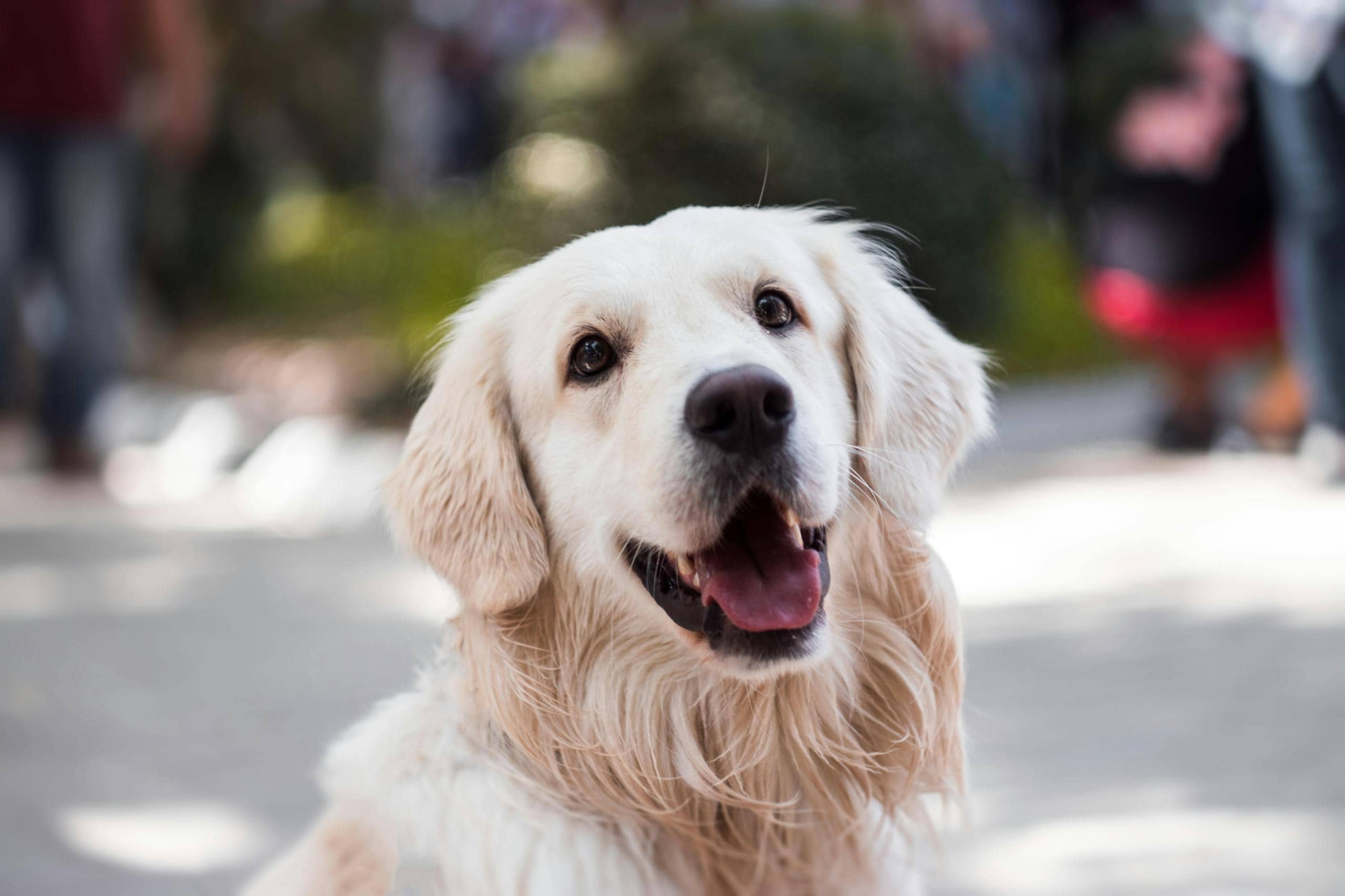 A close-up photograph of an adult Golden Retriever. The dog’s face fills the frame, showcasing its expressive eyes, wet nose, and soft, golden fur. The Golden Retriever has a calm and gentle expression, with its tongue slightly out and ears perked up. Image used for the article Spiritual Meaning of a Dog Crossing Your Path.